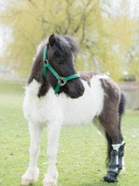Miniature horse Shine is fitted with a prosthetic hoof at Colorado State University's Veterinary Teaching Hospital, April 19, 2016.