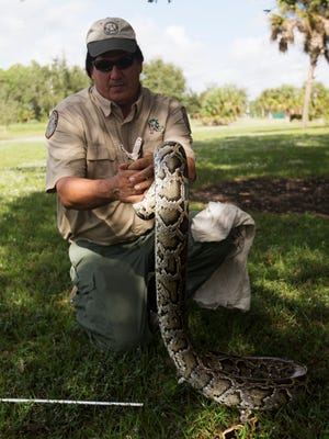 Jeff Fobb, a biological technician for the Florida Fish and Wildlife Conservation Commission displays the correct way to capture a python during a presentation for members of the media at the University of Florida IFAS Extension Office in Naples on Thursday.  Another python challenge is being held starting in mid January.  
