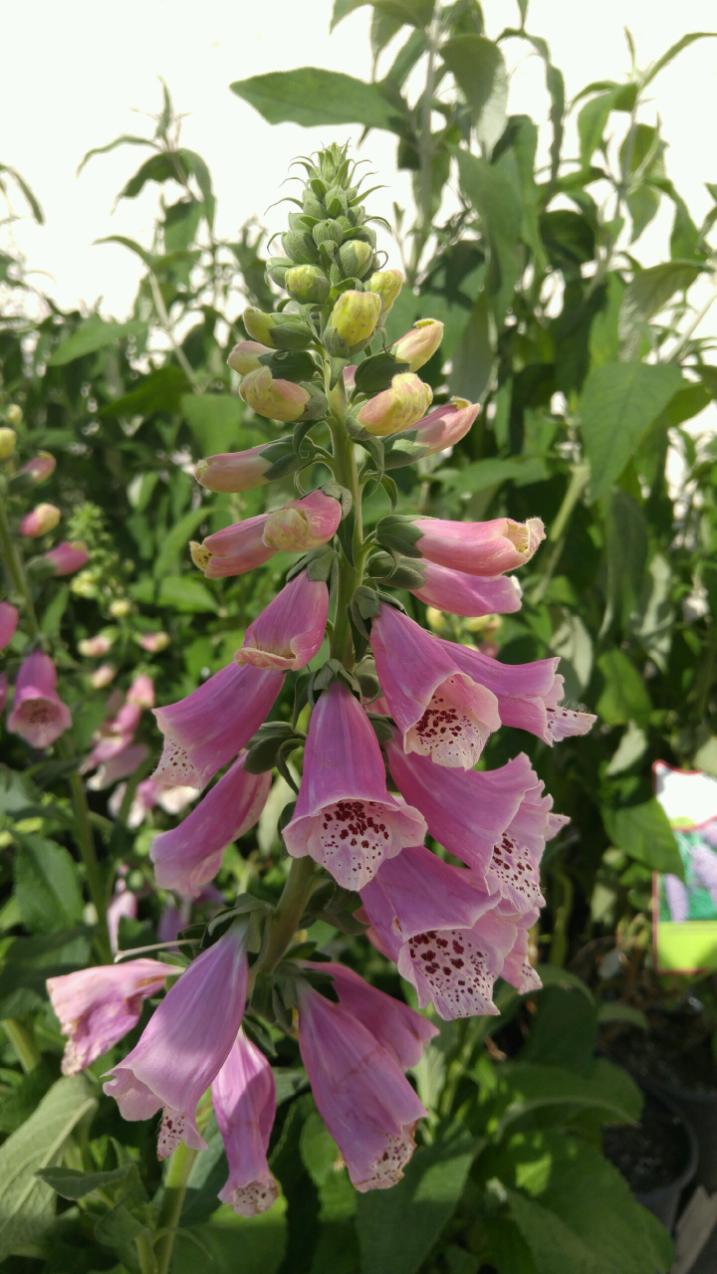 poisonous plants for dogs pdf