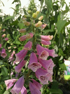 Foxglove is one seriously toxic common garden plant.