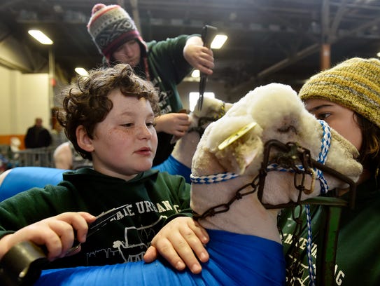 Manatawna-Saul 4-H Club members Forest Detweiler, 10, and Zoe Murphy, 13, work to groom Will the sheep at the 101st Pennsylvania Farm Show Saturday, Jan. 7, 2017.