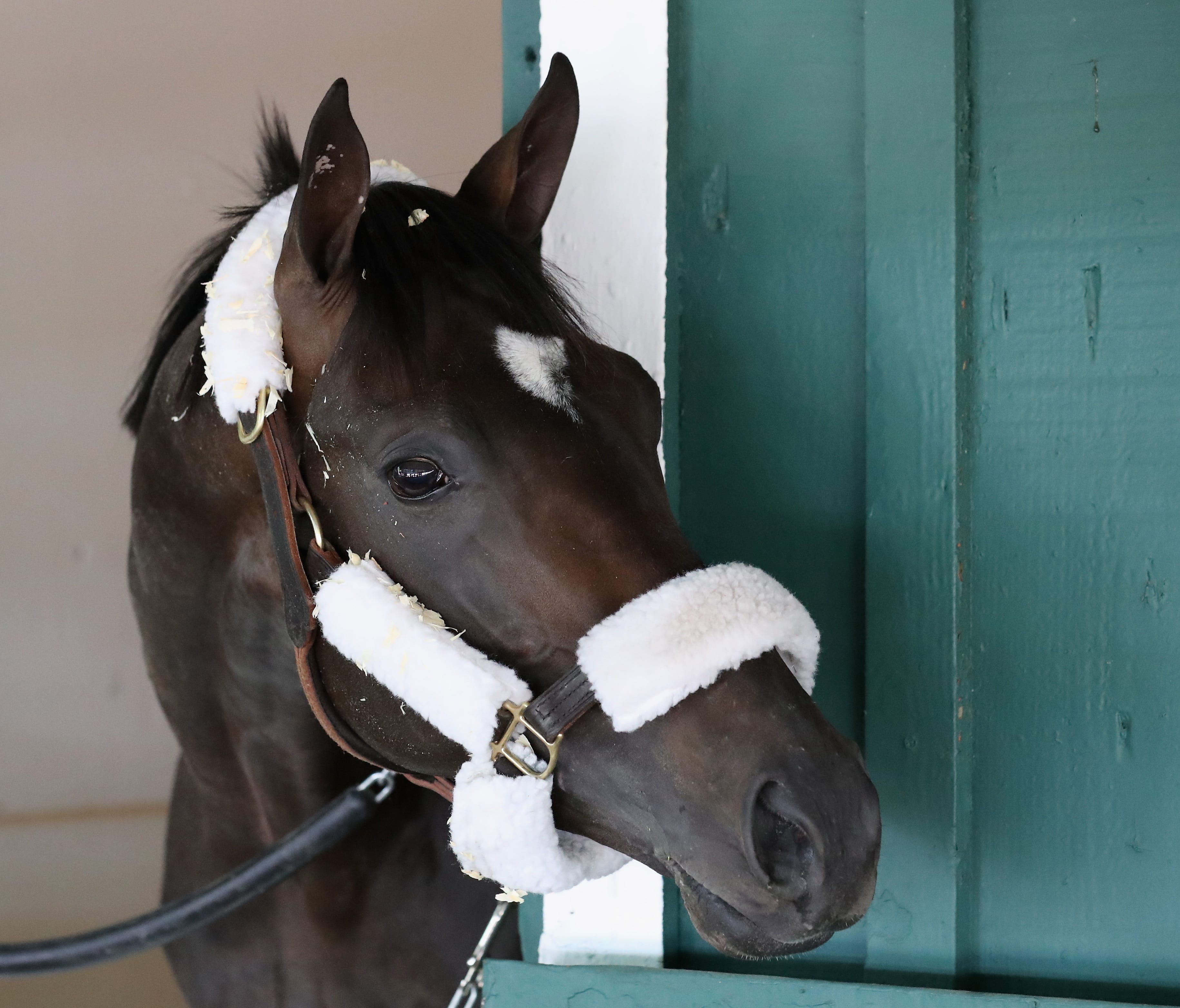 Kentucky Derby winner Always Dreaming looks out from his stall after arriving at Pimlico Race Course for the upcoming Preakness Stakes on May 9, 2017 in Baltimore, Maryland.