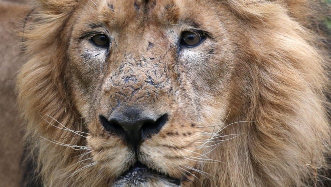 Lion "Tejas" stands in its enclosure in the zoo in Cologne, western Germany, on March 24, 2016.  (OLIVER BERG/AFP/Getty Images)
