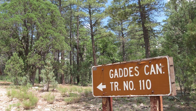 Gaddes Canyon Trail provides an easy day hike for campers at Mingus Mountain Campground.