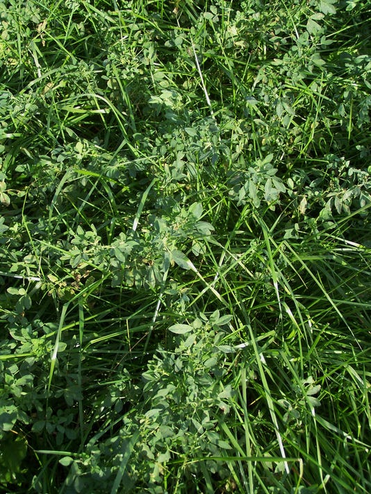 Farmers urged to establish more perennial forage acres