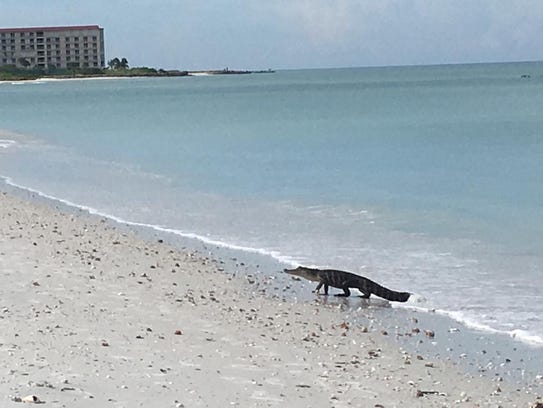 Alligator Goes For A Swim At Florida Beach