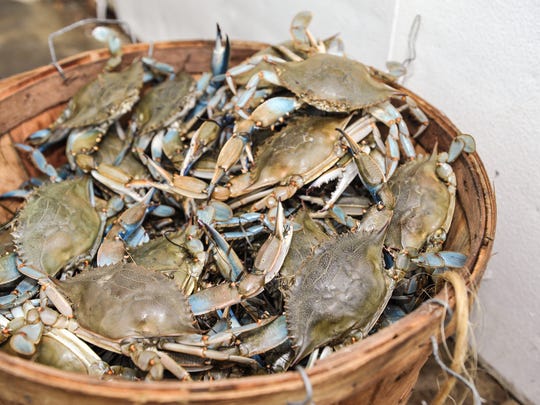 Blue crabs