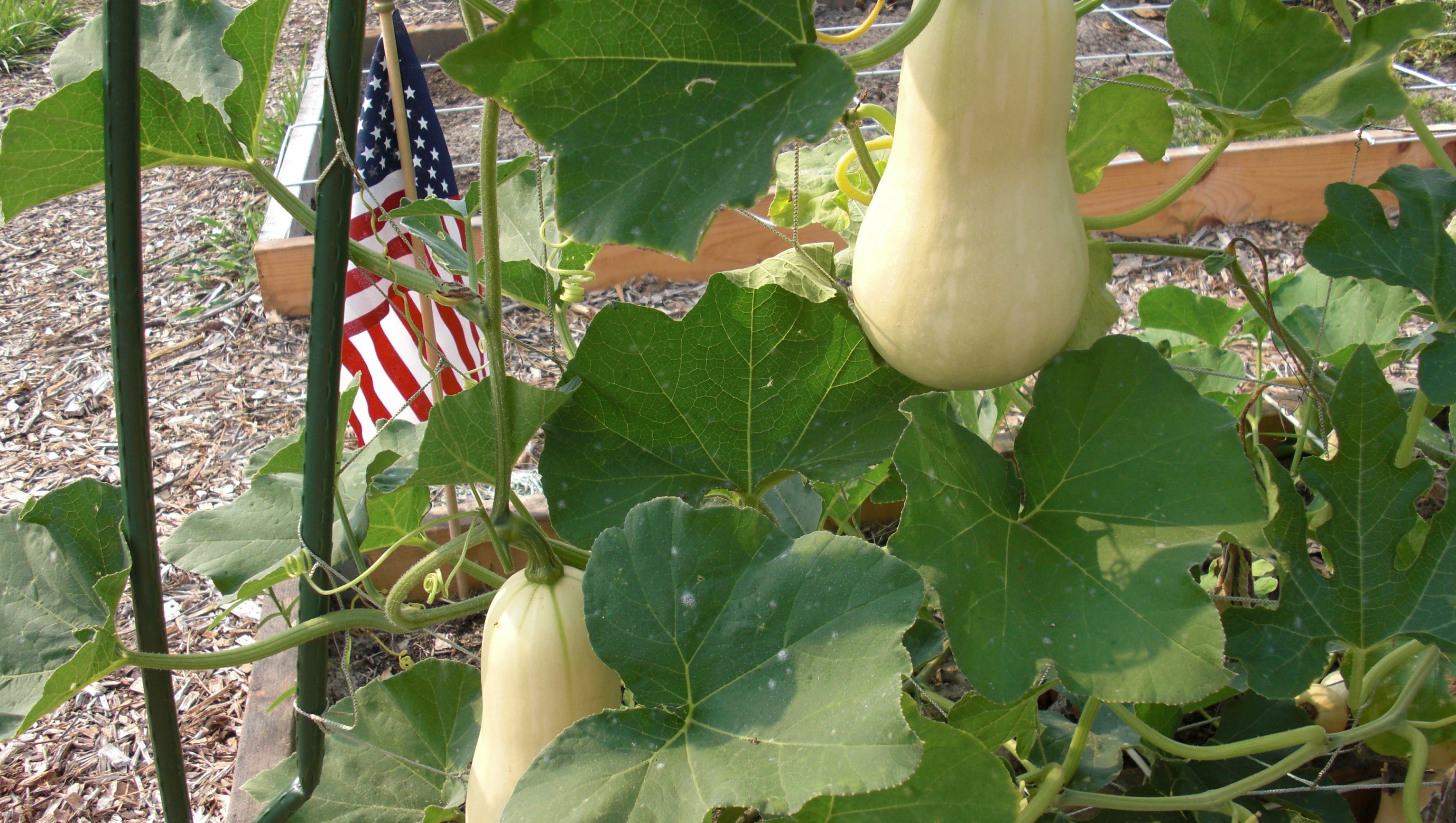 Spring is time to think about growing winter squash