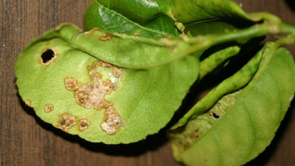 Get Lee County Homeowners Continue Fight For Citrus Canker Money For Free Get Wallpaper Lee County Homeowners Continue Fight For Citrus Canker Money Desktop Wallpaper