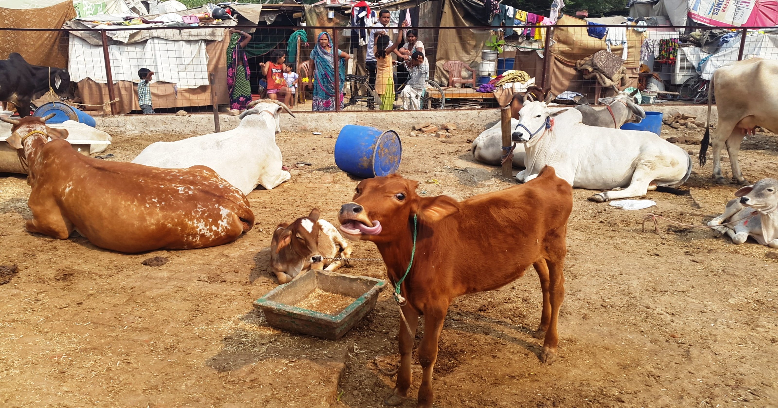 Sacred Cow in India