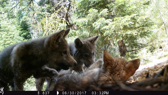 These photos of gray wolf puppies were captured by a trail camera set up in western Lassen County.