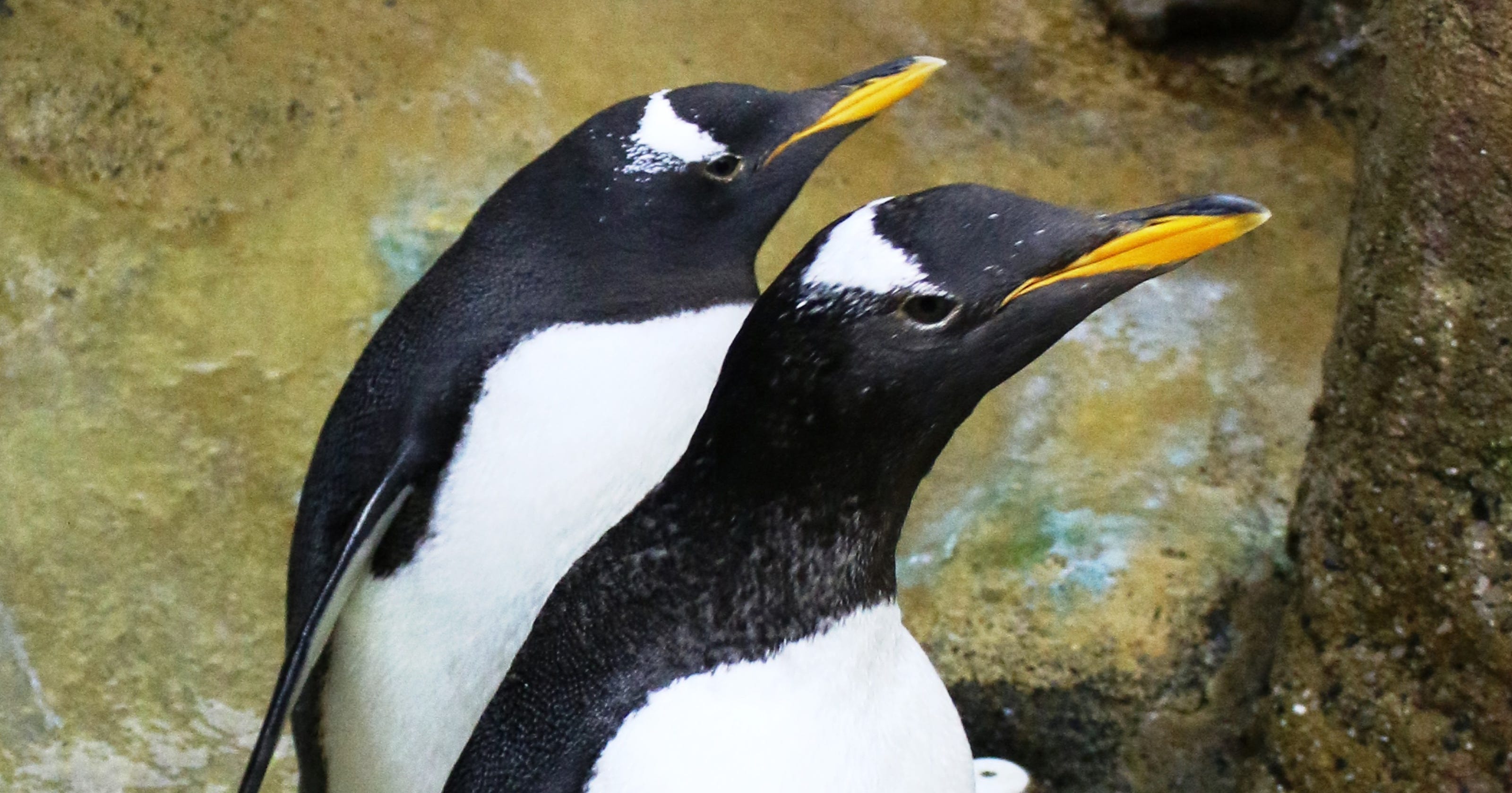 New gentoo penguins arrive at Detroit Zoo