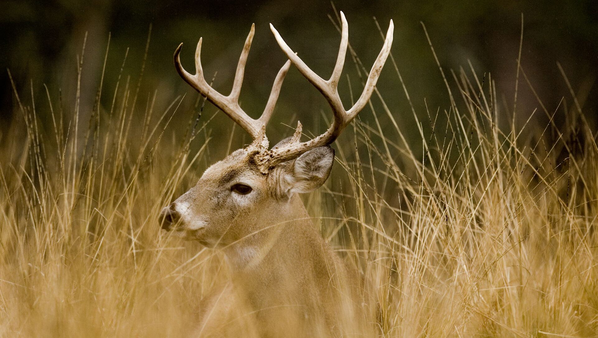 Deer Feeding Chart Alabama 2018