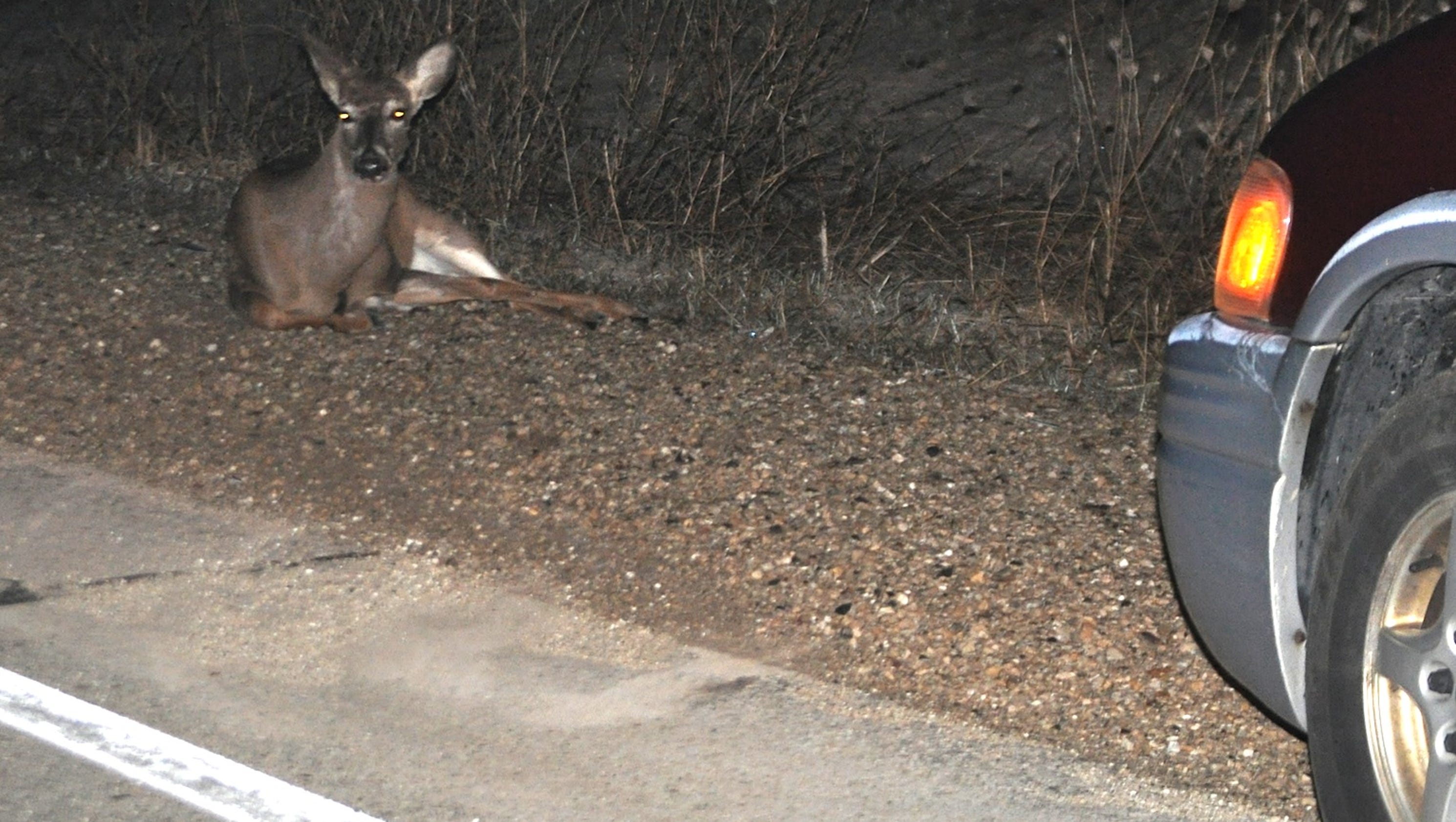 Wisconsin in Top 5 for vehicle vs. deer collisions