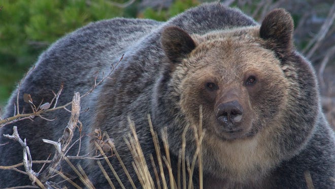 Wyoming game wardens say hikers near the Wind River Range shot and killed a grizzly bear sow in self-defense.