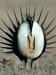 Environmentalists say the sage grouse, whose population is stressed by wildfires, habitat encroachment and predators, is the 'canary in the coal mine' for Nevada's delicate environment.