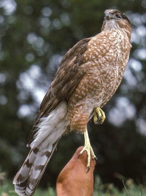 A nounted Cooper’s hawk in the Lee Loomis Collection at the Roberson Museum and Science Center in Binghamton.