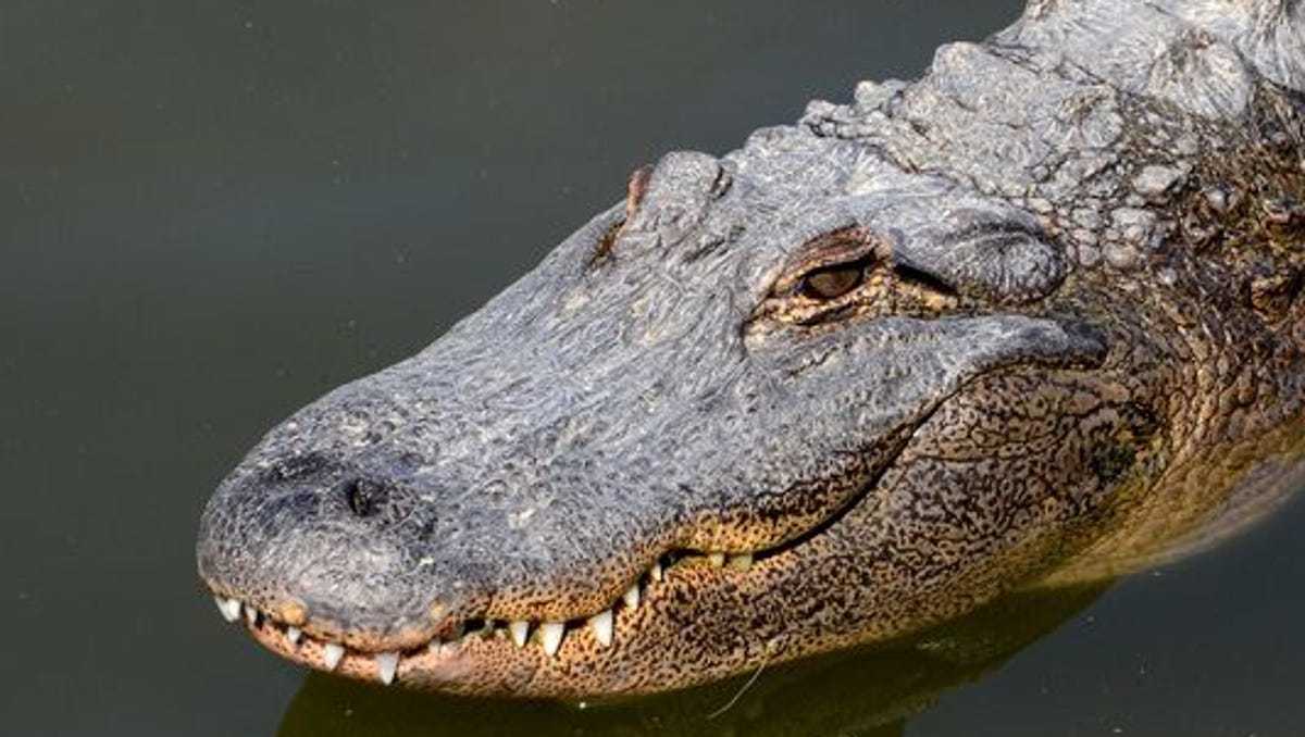 Michigan Man Builds An Alligator Haven