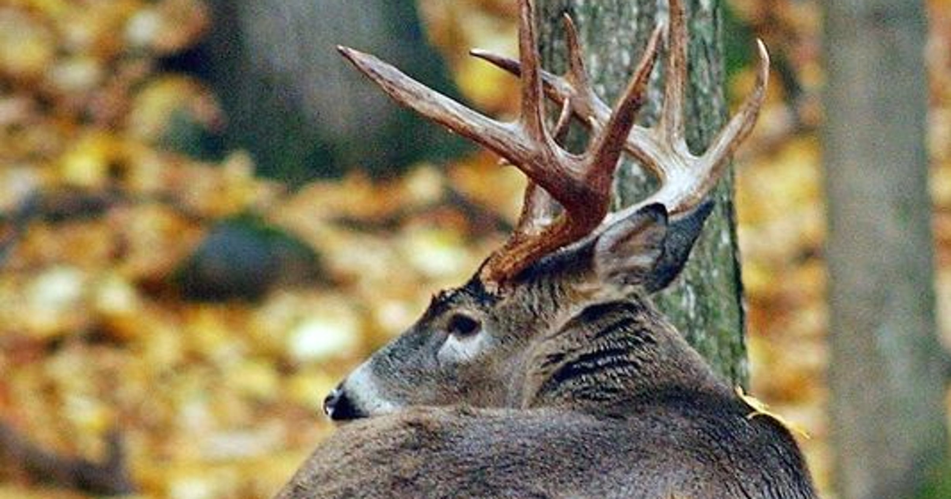 Michigan hunter fined 15,000 for poaching