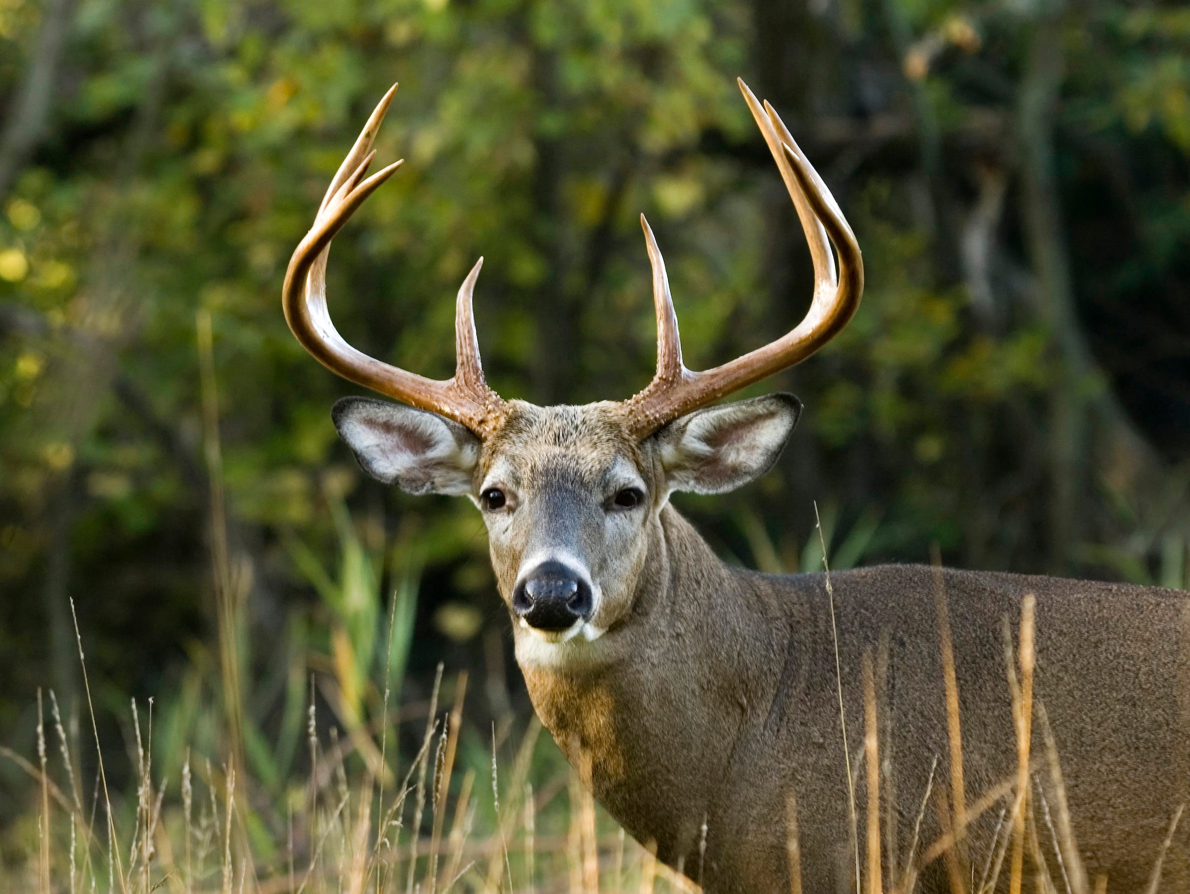 Deer Feeding Chart Alabama 2018