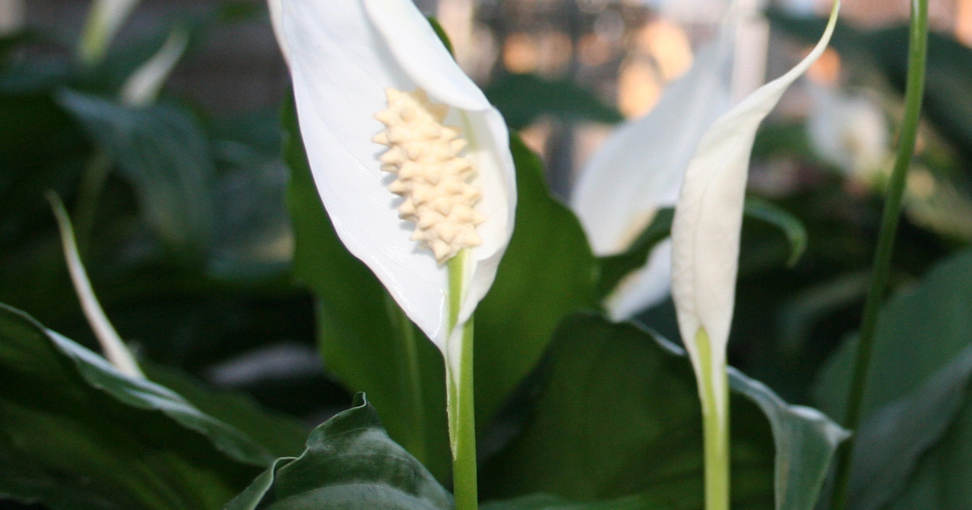 Peace lily aircleaning household plant