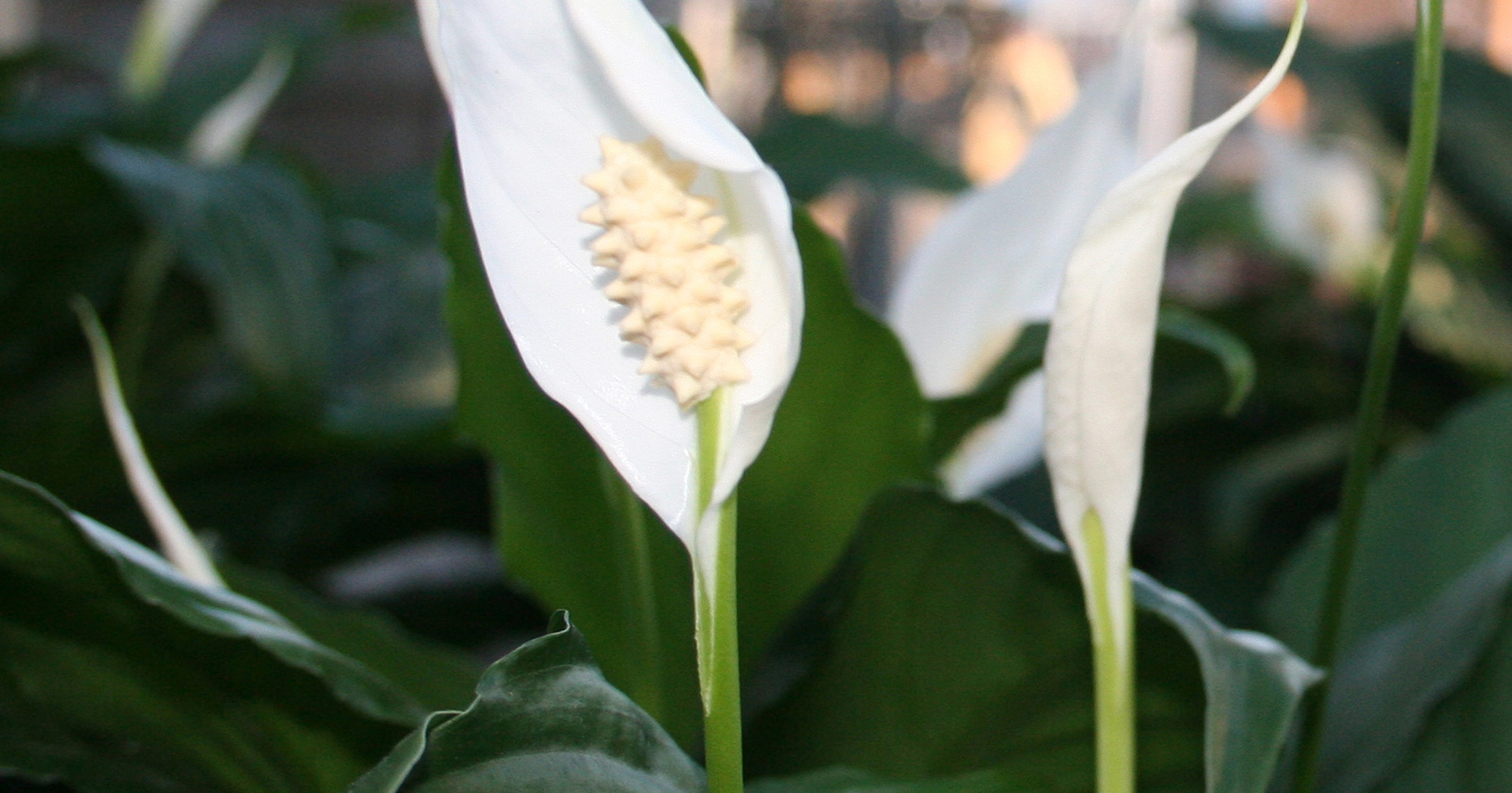 Peace lily: air-cleaning household plant
