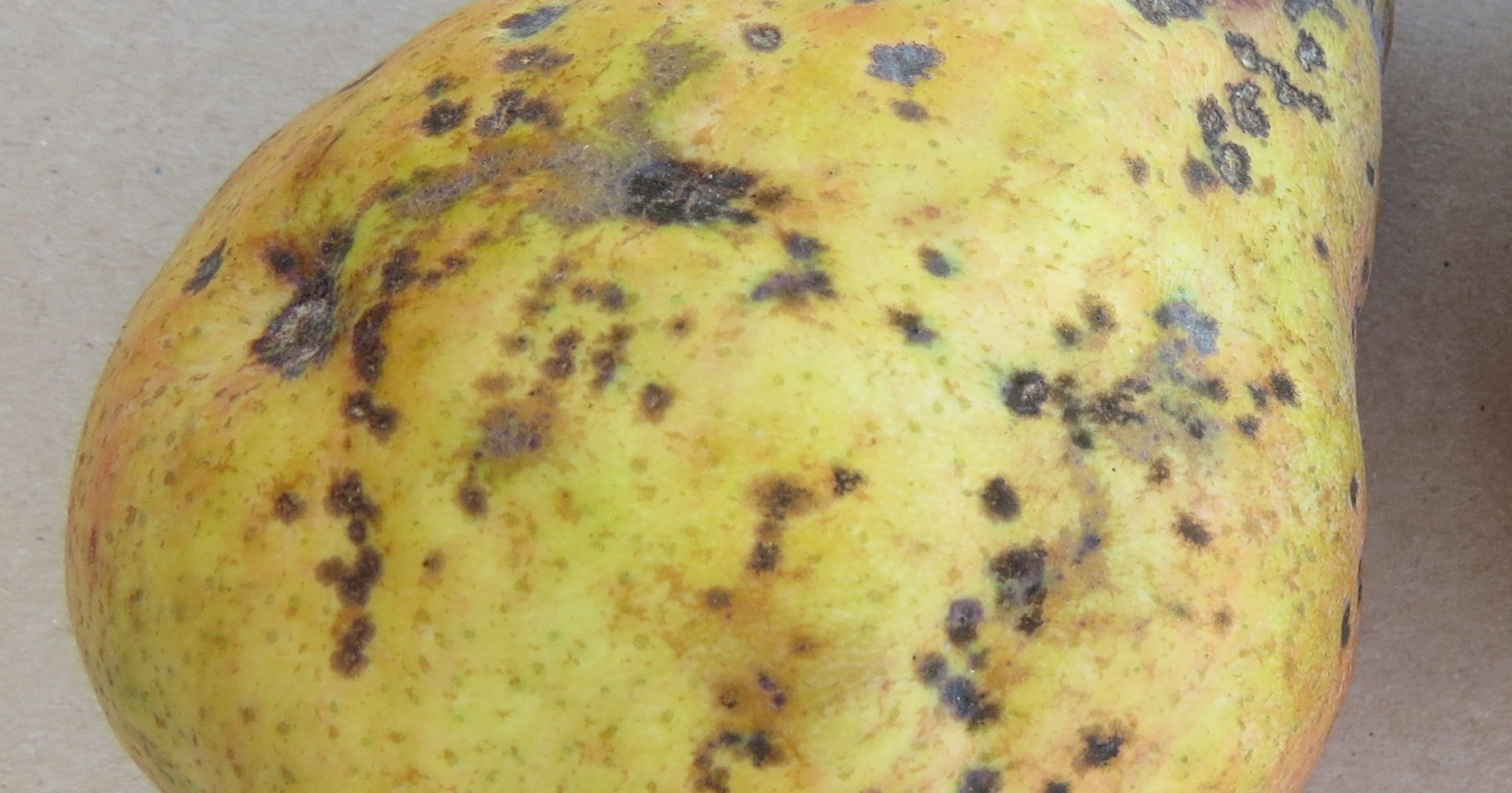 Pear scab leaves black spots on fruit