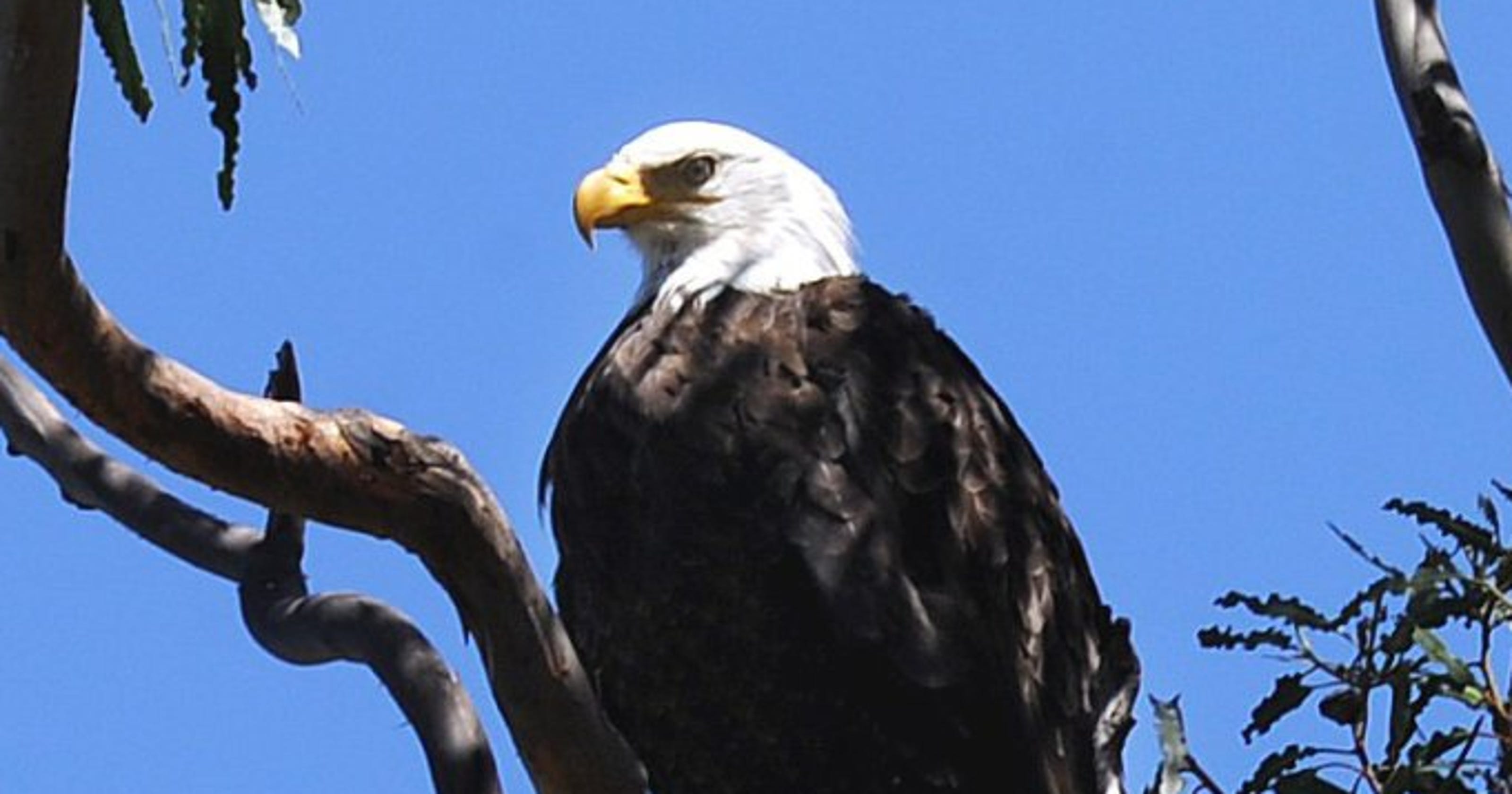 Bald eagles lay eggs at Channel Islands as viewers watch live