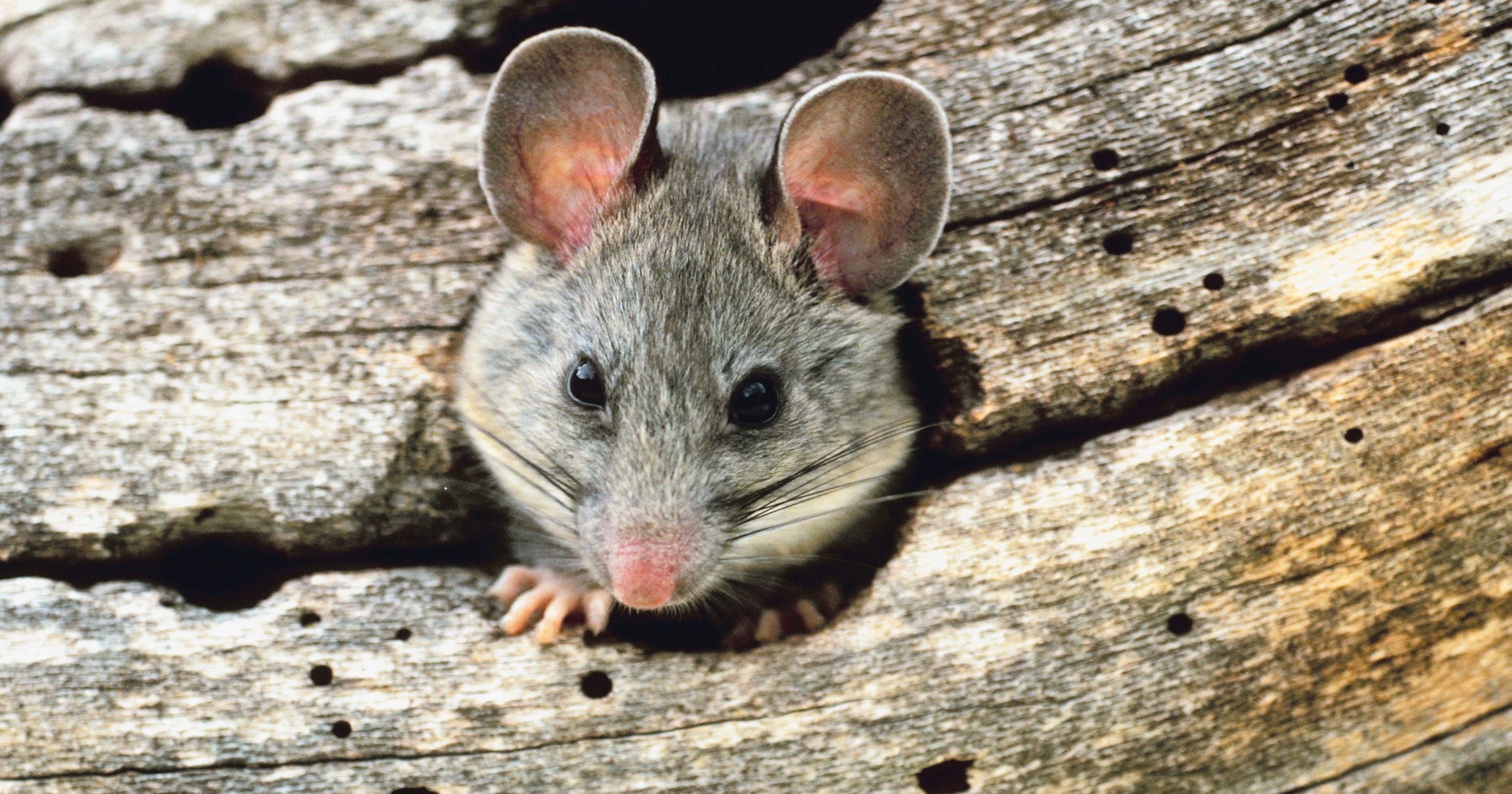 Woodrat Manual Woodrat Manual