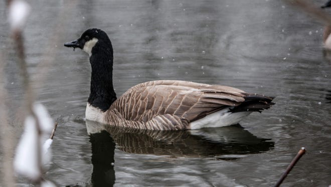 By 1962, unregulated hunting, and wetland drainage, brought Canada Geese to brink of
extinction in the eastern United States.