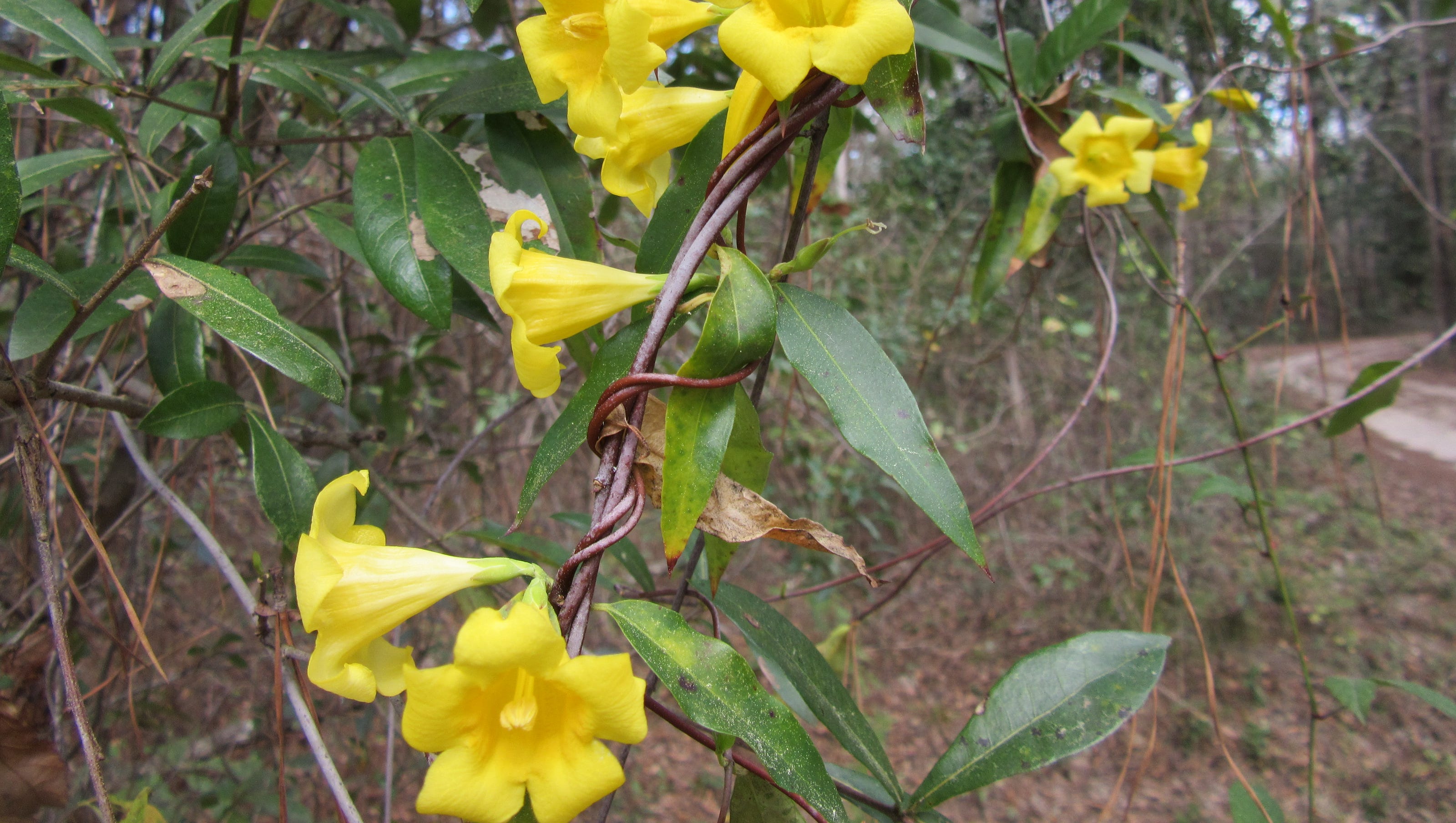 Vine Surprise They Don T Come Up Bloom