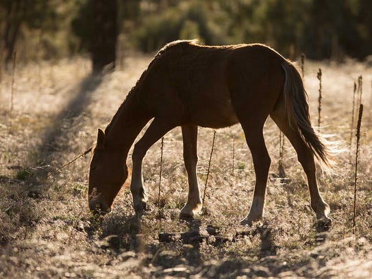 A young wild horse grazes on rangeland in the Arizona’s