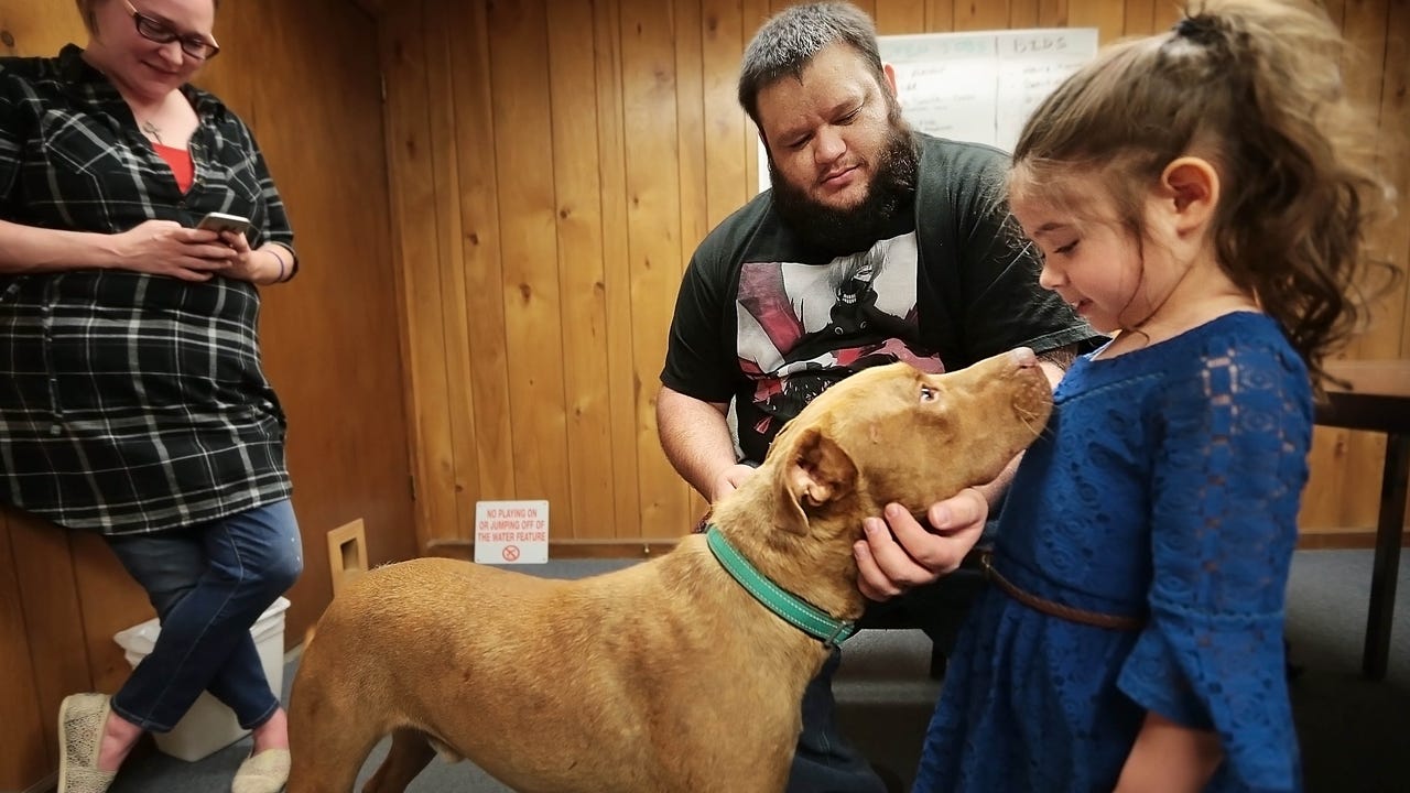 ptsd service arizona matches ptsd vets with service dogs ptsd service arizona matches ptsd vets with service dogs