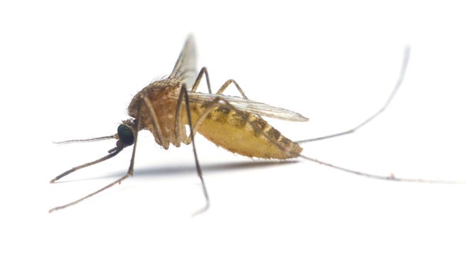 Mosquito