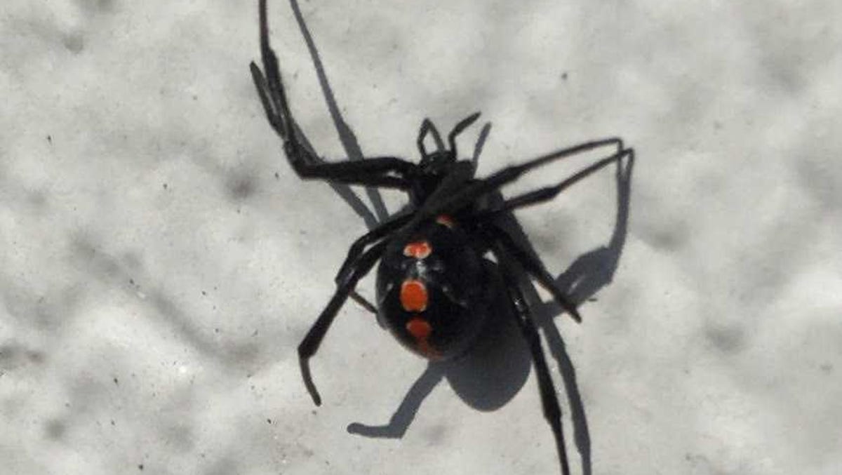Don T Like All This Heat And Rain Neither Do Black Widow Spiders
