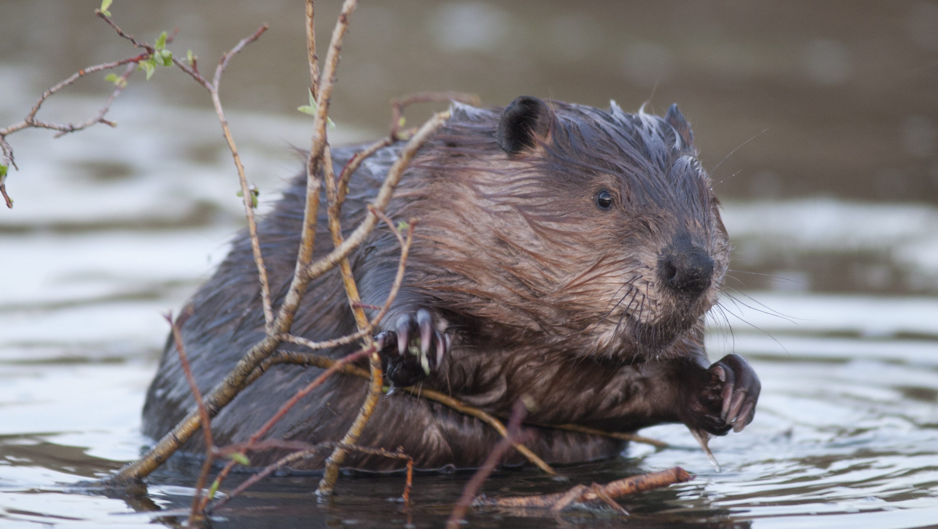 Ten facts about beavers on International Beaver Day Ten facts about beavers on International Beaver Day