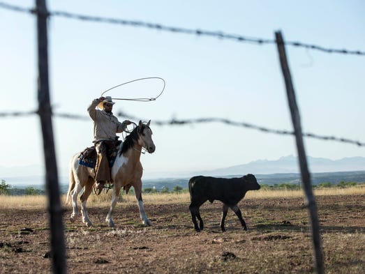 Joab Lopez herds cattle at Atascosa Ranch in Santa