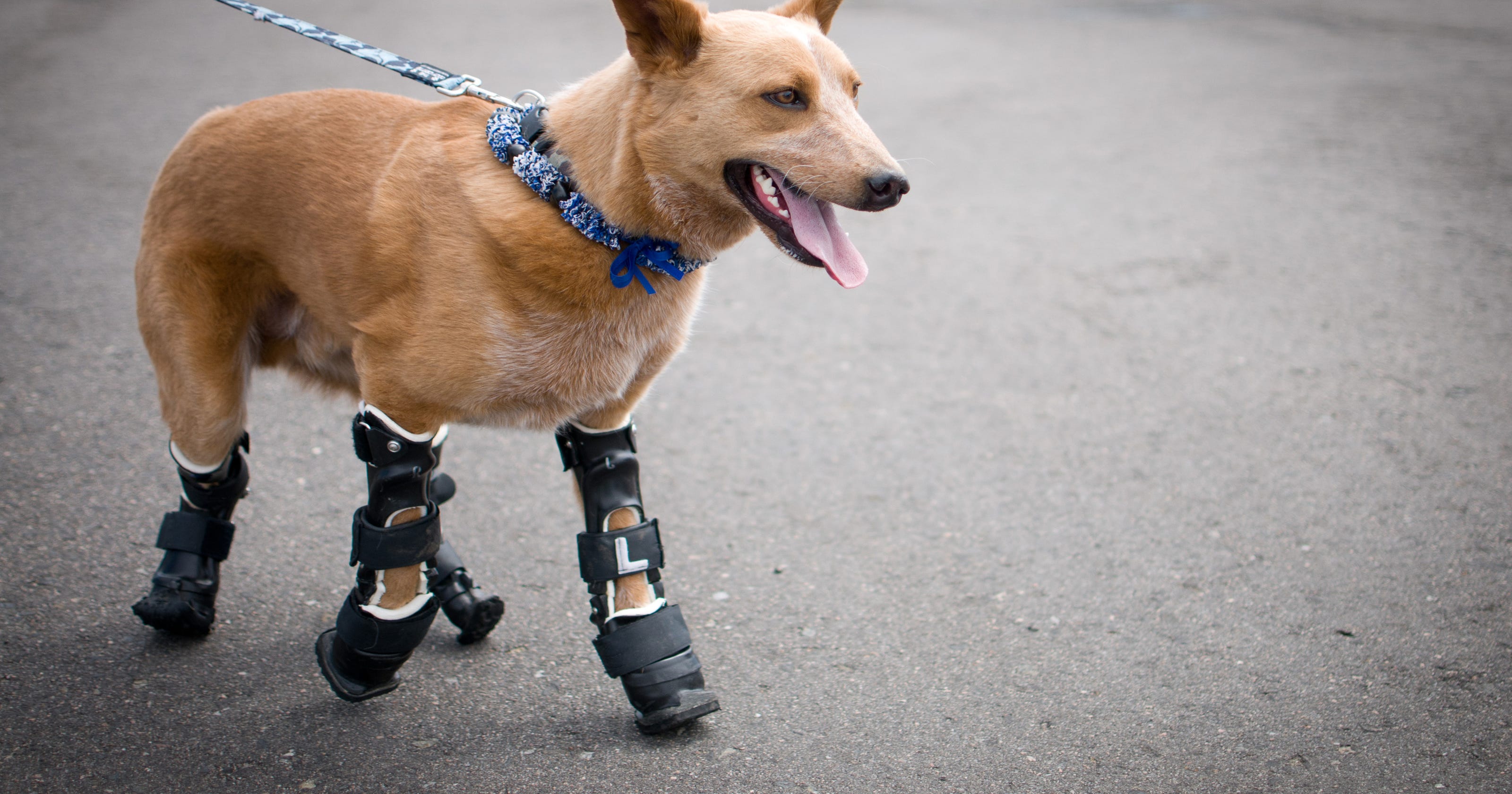 Pet prosthetics