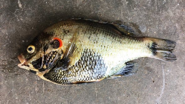Congratulations to Domink Penner on catching this state-record redear sunfish. It weighed 1 pound, 5 ounces.