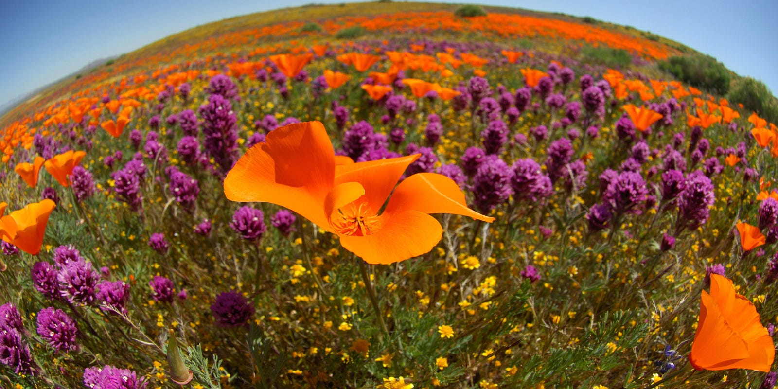 Southern California Super Bloom Where To See The Poppies