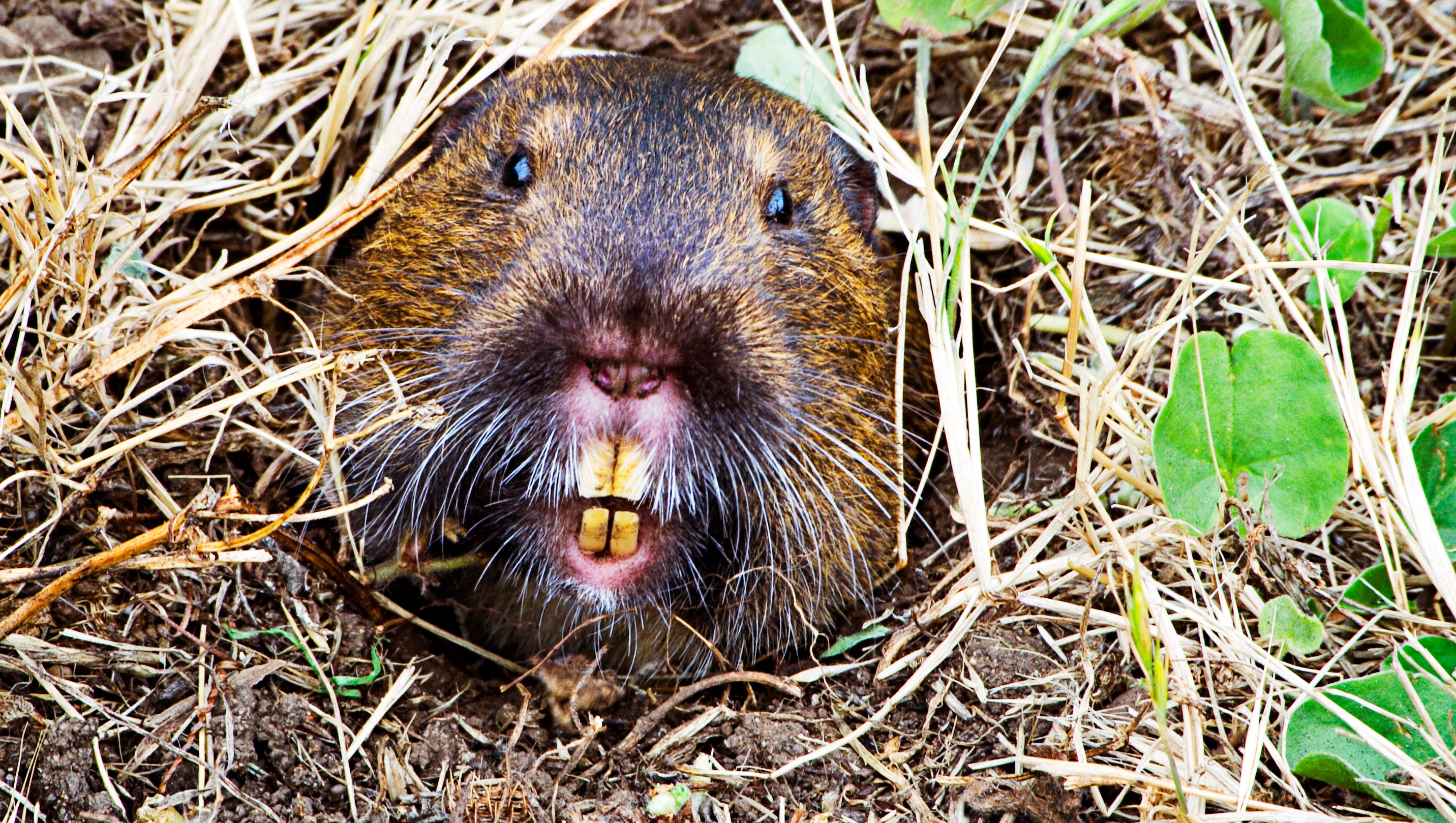 Gopher Grabbers pinpoints burrowing rodents
