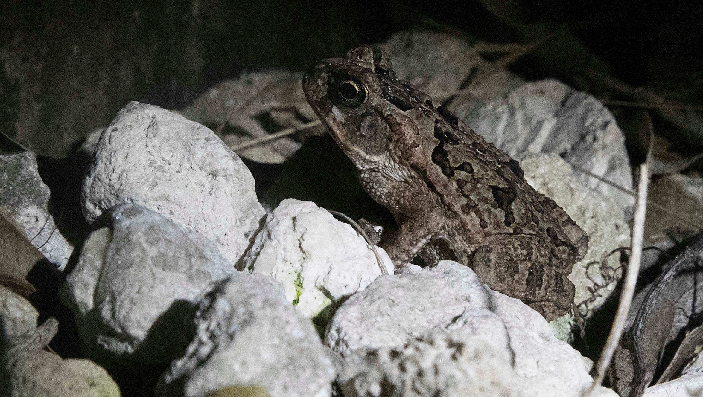 Toxic Dog Killing Toads Invading Florida Yards