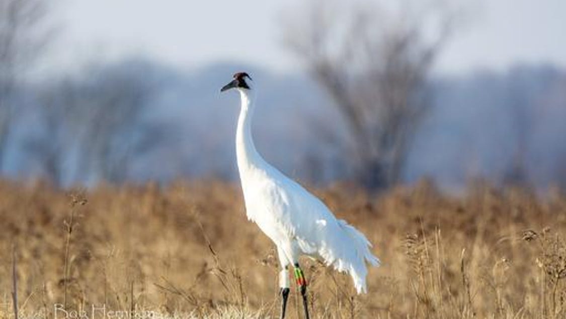 Where do whooping cranes live?