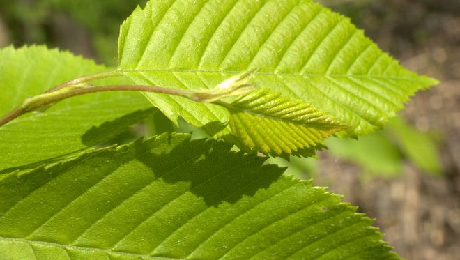 Close up of American Hornbeam (Carpinus caroliniana) leaves with their strong herringbone pattern and bright Spring green color.