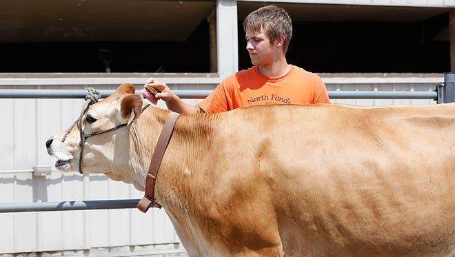 Mack McCourt of North Fond du Lac gets Bambi ready for showing Wednesday at the Fond du Lac County Fair. Bambi will be shown in the four-year-old Jersey class.