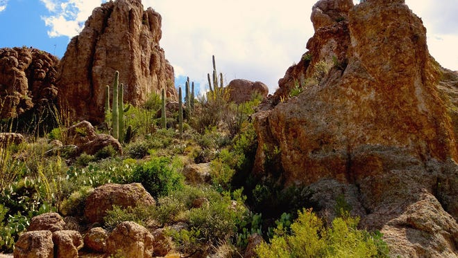 Over 4,000 different types of plants from arid regions of the world are spread across the landscape at Boyce Thompson Arboretum.