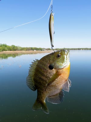 This aggressive bluegill got the short end of the deal when it attacked this RipStop twitch bait.