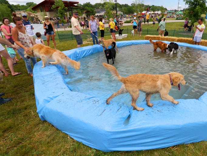 Dogs wander in and around wading pools set up just
