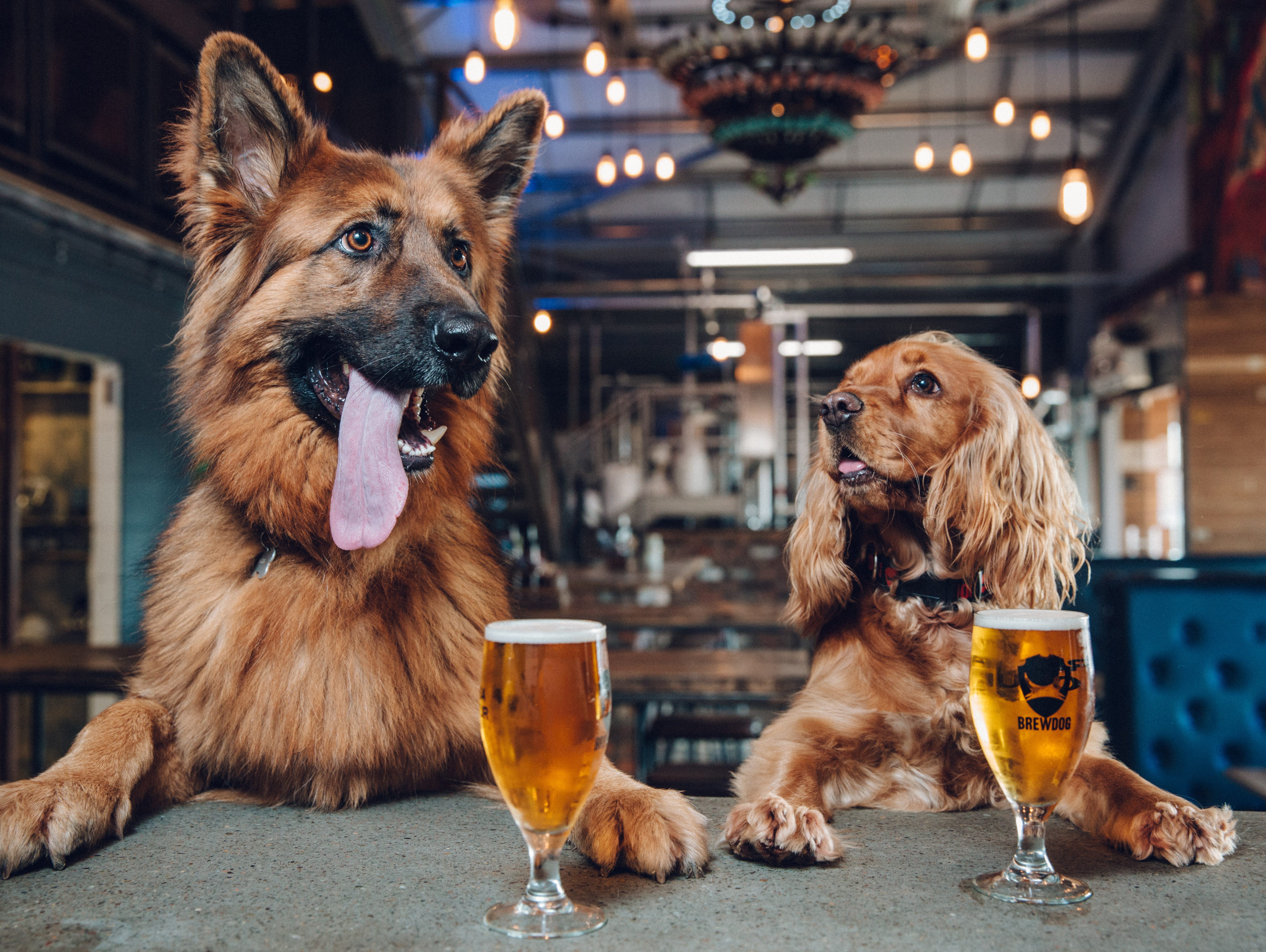 BrewDog, a Scottish brewery, is now offering 