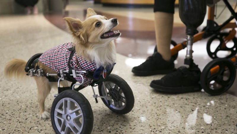 Nubby The Chihuahua Challenged But Spreading Comfort At Mesa